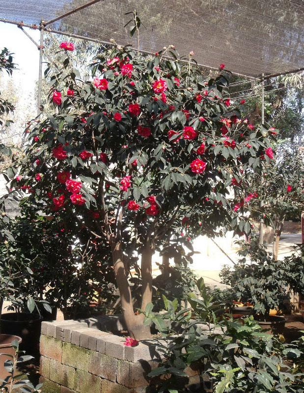 茶花大树——大比尔（硕大花冠王）
