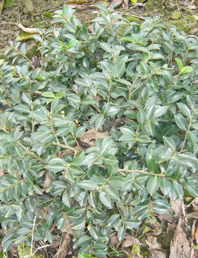茶梅精球